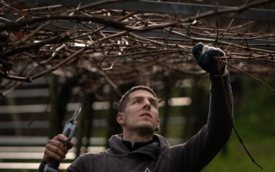 La importancia de los trabajos de poda durante el invierno