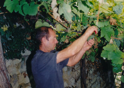 origenes poda