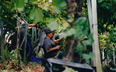 La vendimia se adelanta